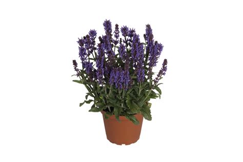 Salvia Spring King Mini Greenland Garden Centre