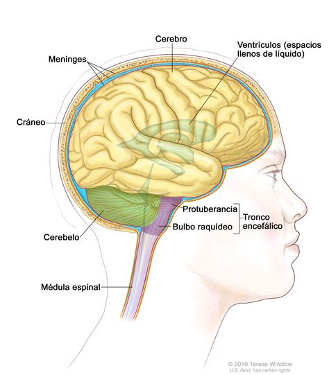 Sistema Nervioso Mind Map