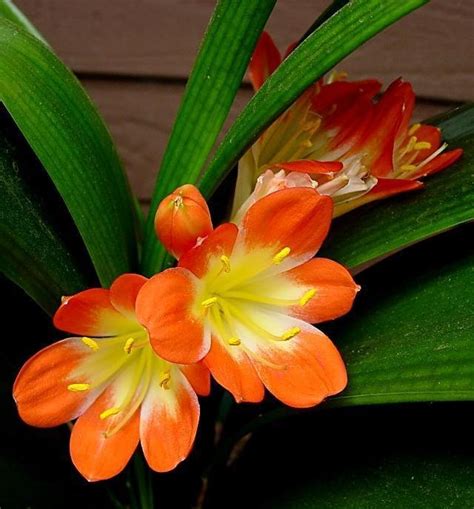 Plantfiles Pictures Clivia Species Bush Lily Fire Lily Natal Lily