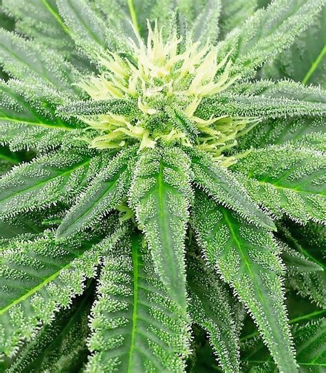 Super Skunk femimized seeds for sale by Vision Seeds - Herbies