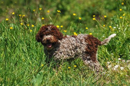 Chiots Lagotto Romagnolo A Vendre Vente De Chiots Lagotto Romagnolo