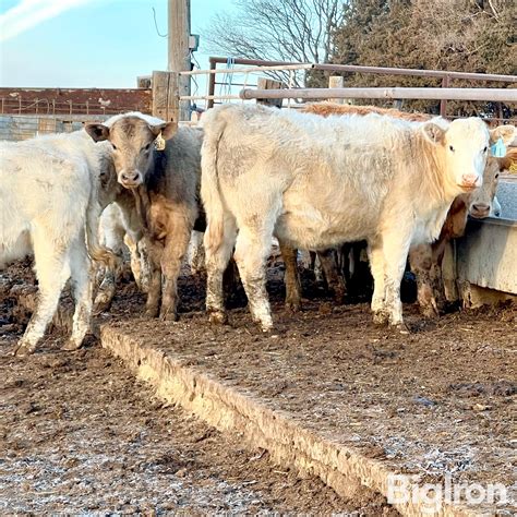 28 Dybdal Charolais Cross Heifers 655 Lbs Bid Per Lb Bigiron Auctions