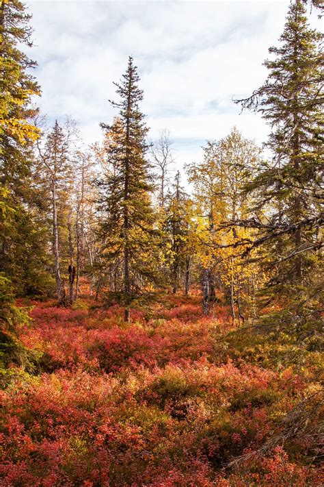 Ruska in Finland | Mooiste seizoen voor een actieve vakantie? in 2024 ...