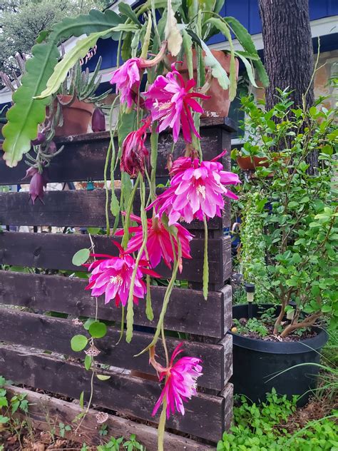 Epiphyllum x. 'Red' --Red Orchid Cactus-- - Lone Star Plants – Lone