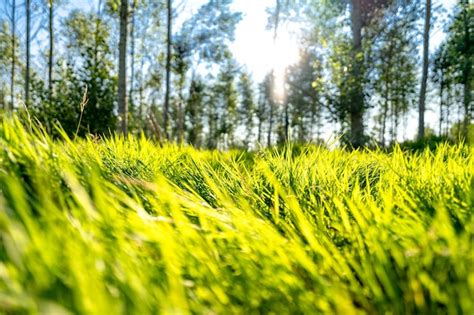 Hierba que crece bajo la brillante luz del sol Tiro macro de ángulo