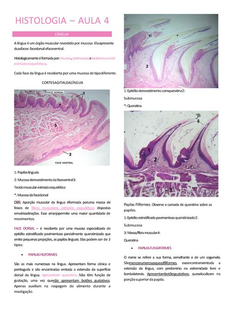 Histologia Língua E Parótida HISTOLOGIA AULA 4 LÍNGUA A língua é