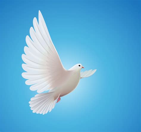 White pigeon realistic vector design Free vector in Encapsulated PostScript eps ( .eps ) vector ...