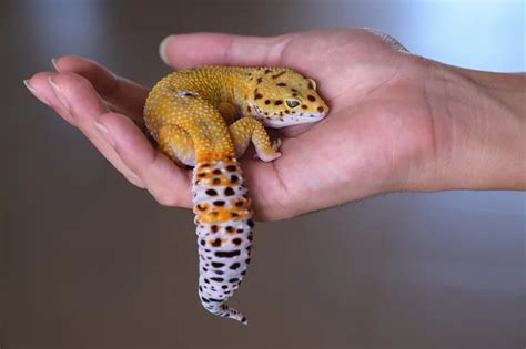 Gecko Leopardo Saiba Tudo Sobre Esse Lagarto Blog Da Cobasi