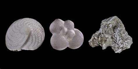 Virtual Collection Foraminifera Digital Atlas Of Ancient Life