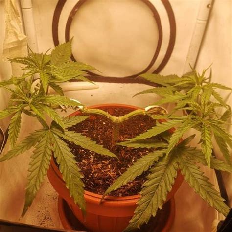 Sensi Seeds Northern Lights 5 X Haze Fem Grow Journal By Deepsheeba