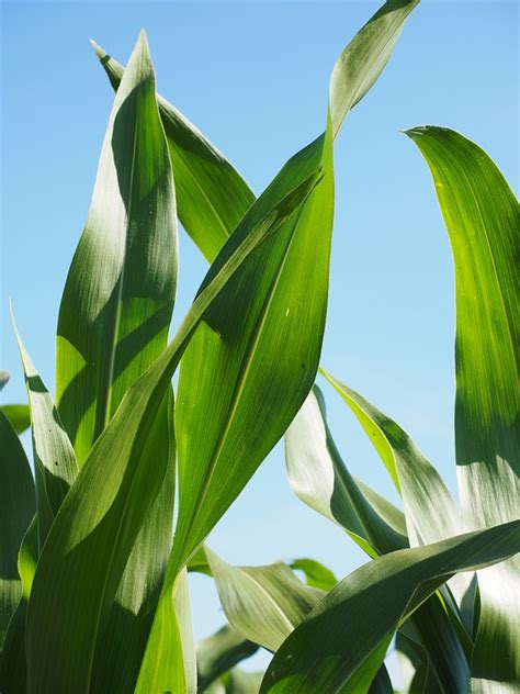 Daun Jagung Ladang Foto Gratis Di Pixabay Pixabay