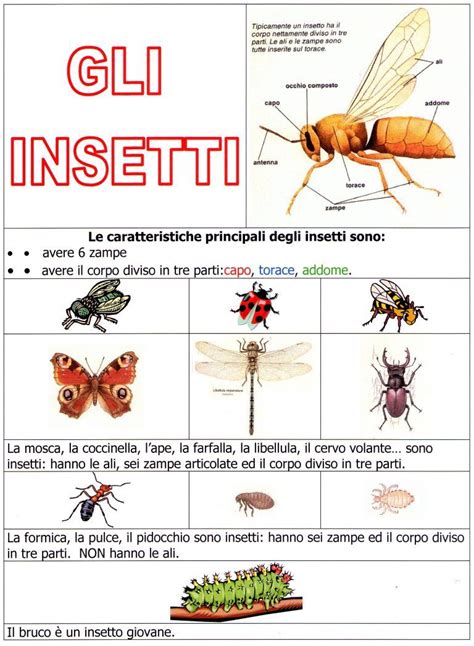 Gli Insetti Scienza Scienza Per Bambini Lezioni Di Scienze