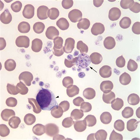 Canine blood | eClinpath