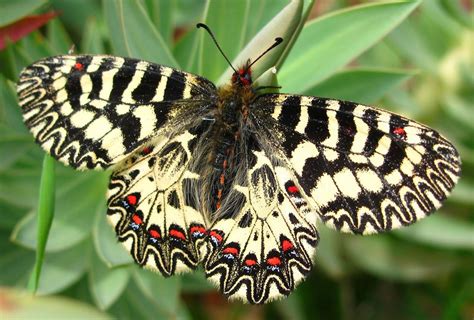 Butterfly Is One Of The Most Beautiful Creations There Are About 17 500 S Most Beautiful