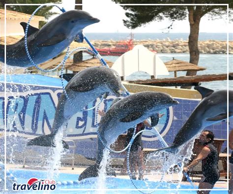 Dolphin Show Hurghada - travelinoclub.com