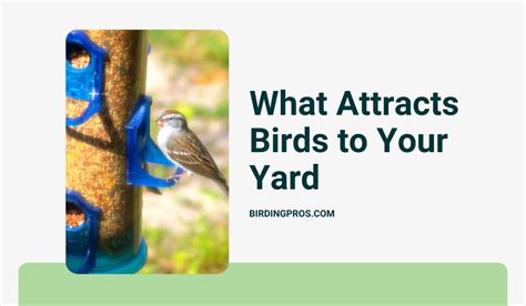 What Attracts Birds To Your Yard A Comprehensive Guide