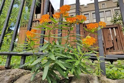 How To Plant And Grow Milkweed Asclepias Gardeners Path