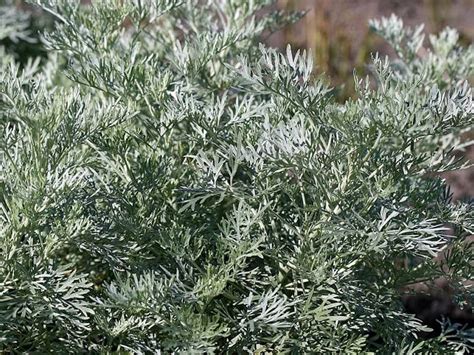 Silver Wormwood Hello Hello Plants And Garden Supplies