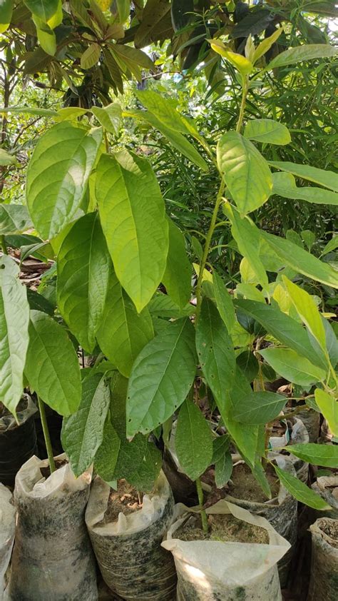 How To Grow Avocados In Your Balcony Amritsar Farmer Shares Process