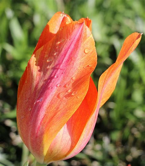 Dew On Tulip Photograph By Sandra Kent Fine Art America