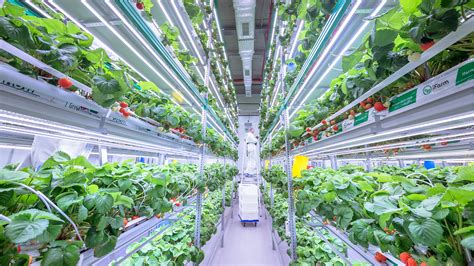 Start Up Ifarm Brings Indoor Farming To The Different Corners Of The