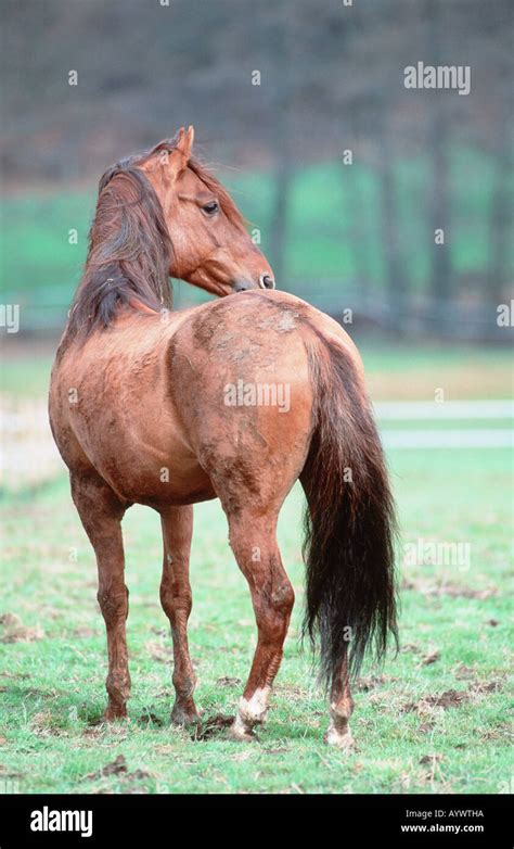 Peruvian Paso Horse Paso Peruano Caballo Peruano De Paso Stock Photo