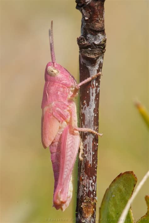 31 Mr Pink The Pink Grasshopper Roeselien Raimond Nature Photography