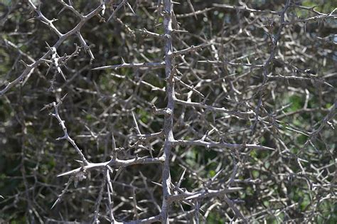 Flora Semak Berduri Di Irlandia Utara