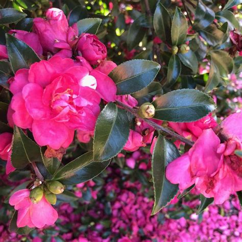 October Magic® Ruby™ Camellia Sooner Plant Farm