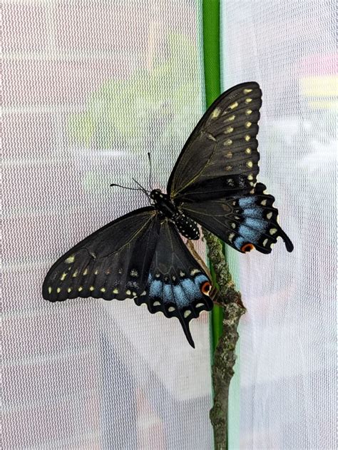 Learn How To Raise Black Swallowtail Butterflies And See Our Setup