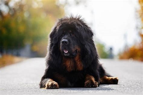 Top 30 Worlds Most Dangerous Dog Breeds You Need To Know