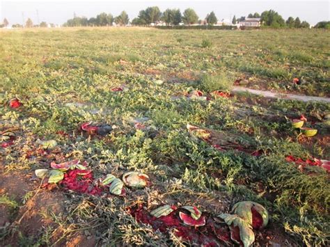 Productores De Sandías Destrozan Sus Cosechas Por Falta De Rentabilidad