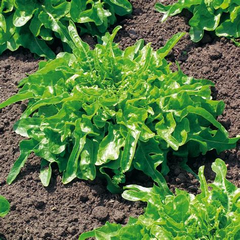 Buy Moroccan Cress Organic Herb Seeds Organic Gardening Catalogue