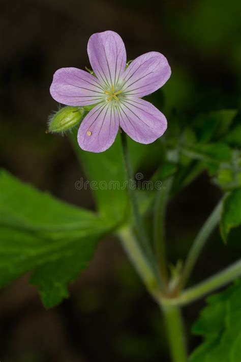 Spotted Geranium Geranium Maculatum Stock Image Image Of Bloom