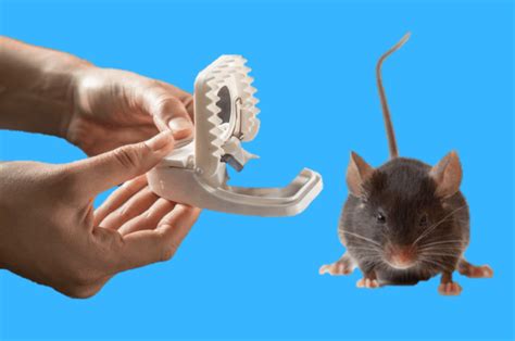 Best Mouse Traps - To Kill or Catch and Release Mice