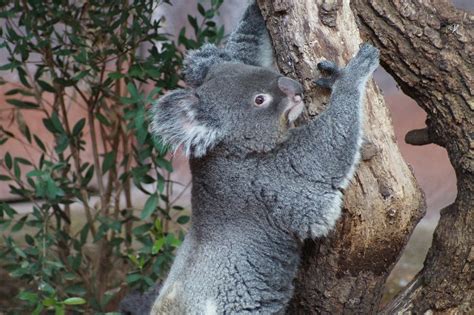 Koala Zoo Animal Photo Gratuite Sur Pixabay Pixabay