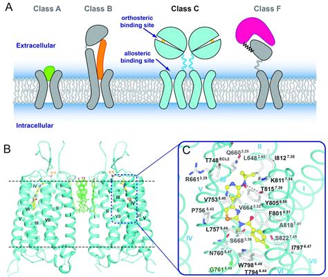 Structure Of A Class C GPCR Metabotropic Glutamate Receptor 1 Bound To