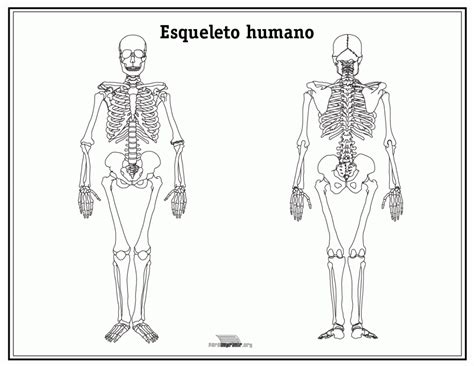 Esqueleto Humano Sin Nombres Para Imprimir Una De Las Grandes