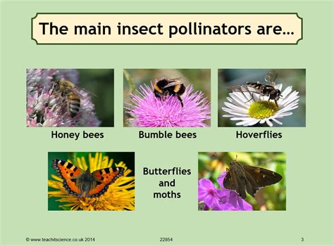 Pollination Starter Ks3 Biology Pollination And Food Supplyteachit