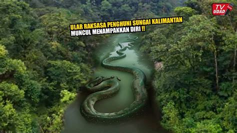 Inilah Penampakan Ular Raksasa Meter Penghuni Sungai Kalimantan Yang