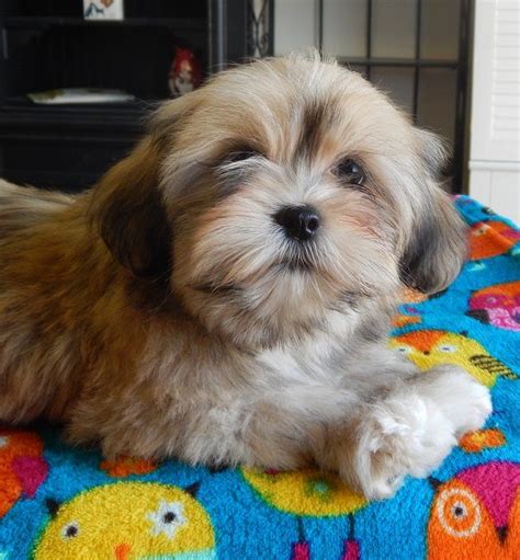 Beautiful Lhasa Puppy Lhasa Apso Beautiful Dogs Cute Animals