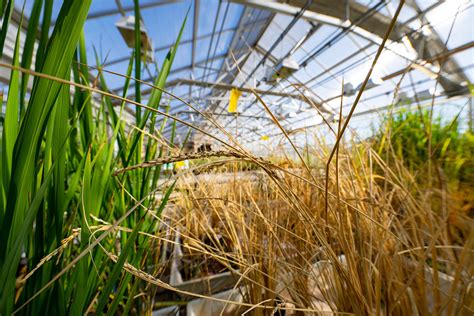 Borlaug Center For Southern Crop Improvement Texas Aandm Phenotyping