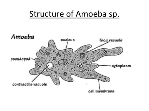 Amoeba Sisters Cell Structure