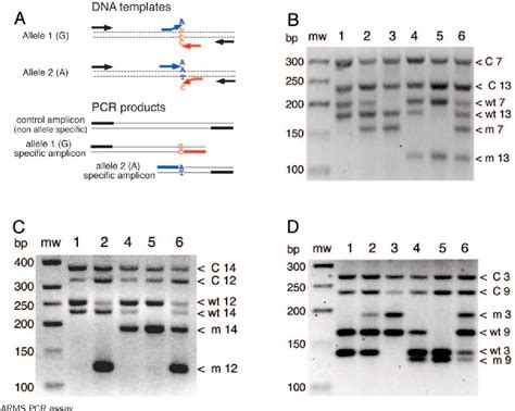 Figure 1 From Multiplex Tetra Primer Amplification Refractory Mutation System Pcr To Detect 6