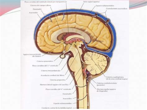 Interpretacion de TAC de CRÁNEO fase simple La anatomía del cerebro