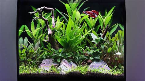 How To Aquascape A Fluval Flex Planted Tank Youtube