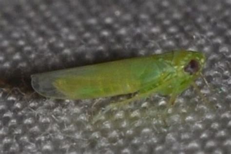 Leafhopper Empoasca Fabae Bugguide Net