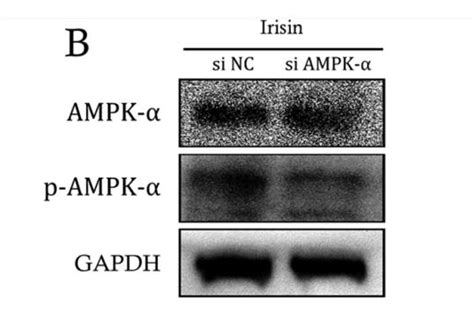 Ampk Alpha Antibody Affinity Biosciences