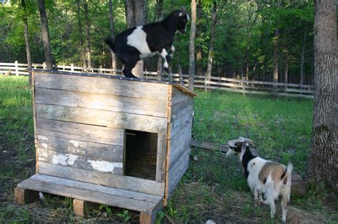 The Ymker Family Update: Goat Shed