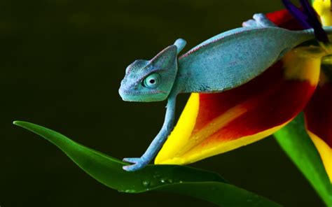 Why Do Chameleons Change Their Colors Wonderopolis